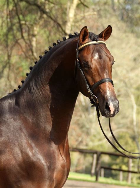 versace warmblood|Versace mare breeders.